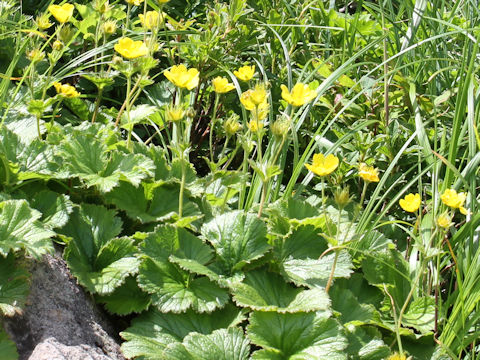 Geum calthaefolium var. nipponicum