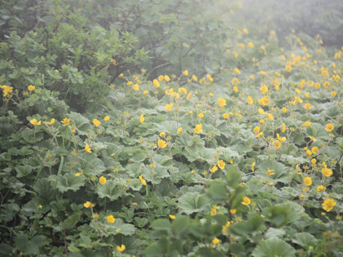 Geum calthaefolium var. nipponicum