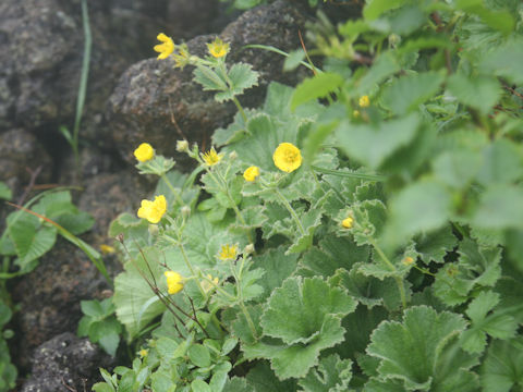 Geum calthaefolium var. nipponicum