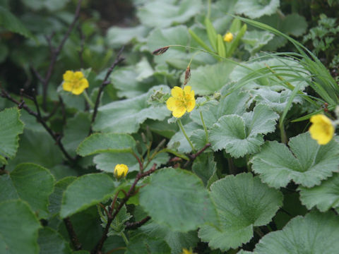 Geum calthaefolium var. nipponicum