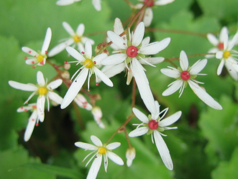 Saxifraga fortunei var. incisolobata f. alpina