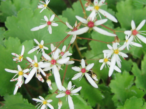 Saxifraga fortunei var. incisolobata f. alpina