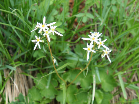 Saxifraga fortunei var. incisolobata f. alpina