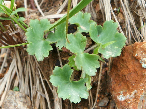 Saxifraga fortunei var. incisolobata f. alpina