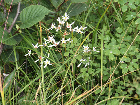 Saxifraga fortunei var. incisolobata f. alpina