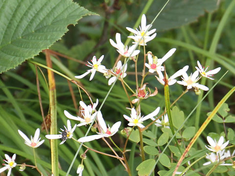 Saxifraga fortunei var. incisolobata f. alpina