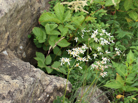 Saxifraga fortunei var. incisolobata f. alpina