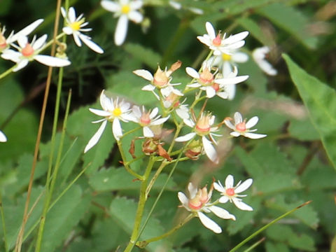 Saxifraga fortunei var. incisolobata f. alpina