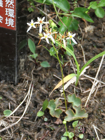 Saxifraga fortunei var. incisolobata f. alpina