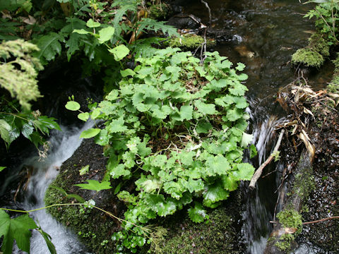 Saxifraga fortunei var.  alpina