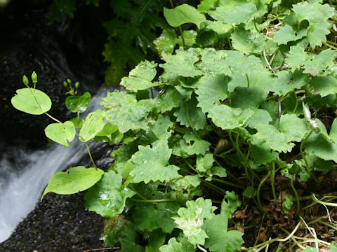 Saxifraga fortunei var. alpina