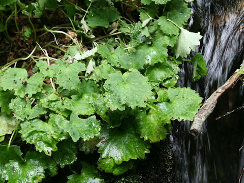 Saxifraga fortunei var. alpina