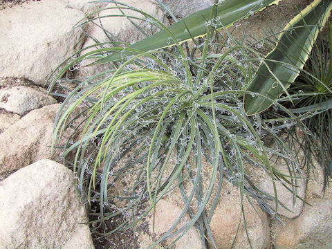 Agave filifera