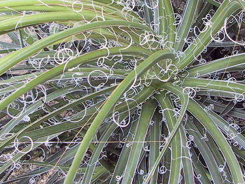 Agave filifera