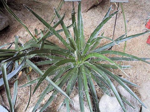 Agave filifera