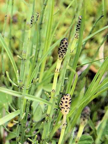 Equisetum fluviatile