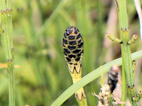 Equisetum fluviatile