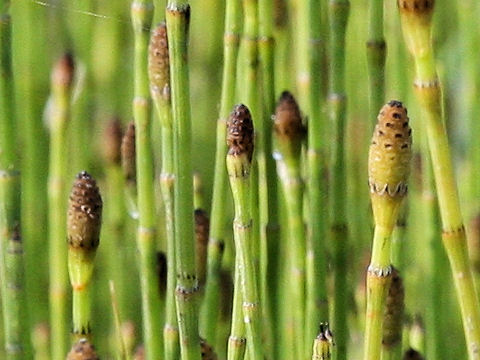 Equisetum fluviatile