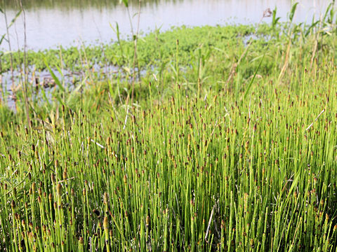 Equisetum fluviatile