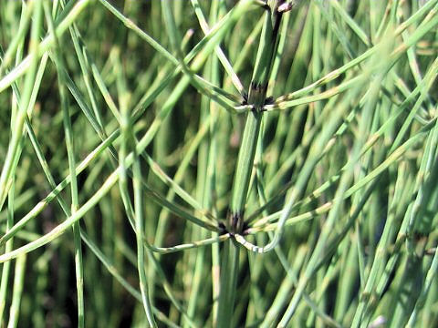 Equisetum fluviatile