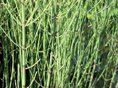 Equisetum fluviatile