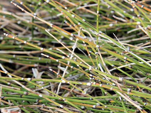 Equisetum fluviatile