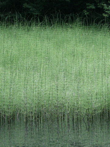 Equisetum fluviatile