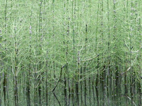 Equisetum fluviatile