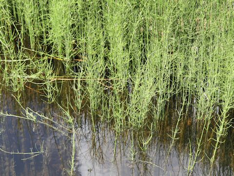 Equisetum fluviatile