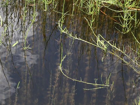 Equisetum fluviatile