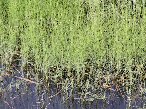 Equisetum fluviatile