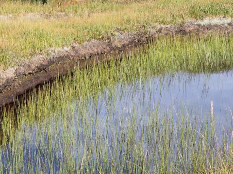 Equisetum fluviatile