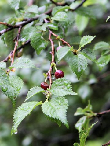 Prunus incisa f. yamadei