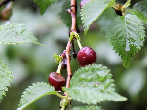 Prunus incisa f. yamadei