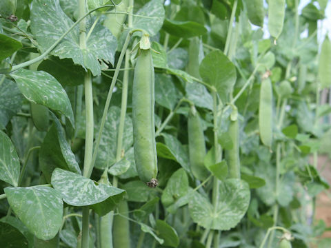 Pisum sativum