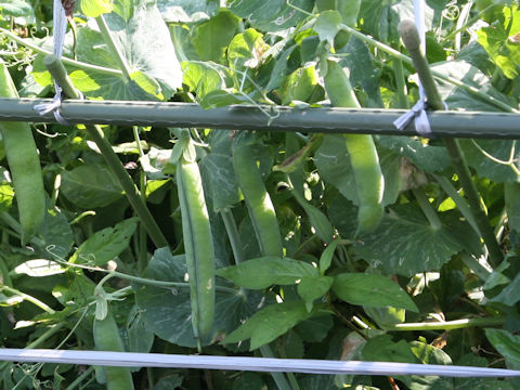 Pisum sativum