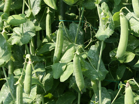 Pisum sativum