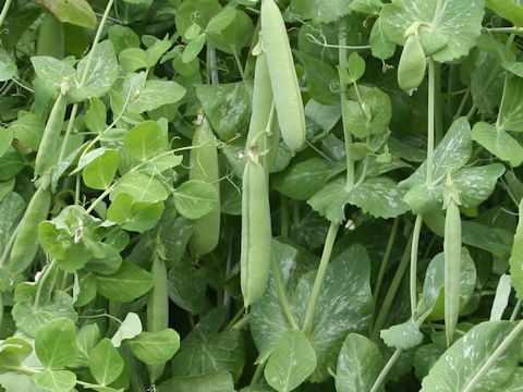 Pisum sativum