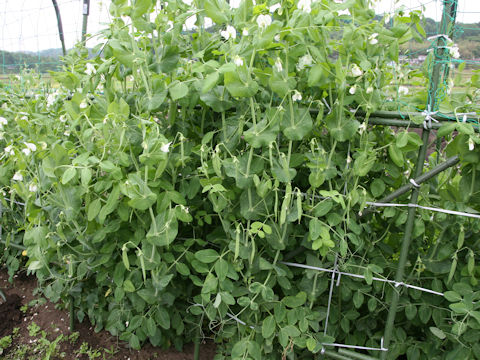 Pisum sativum