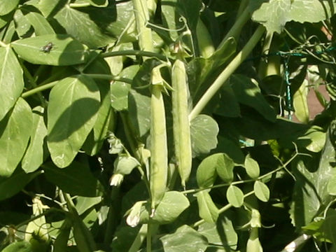 Pisum sativum