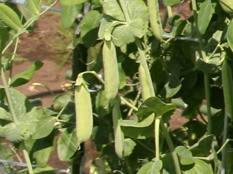 Pisum sativum
