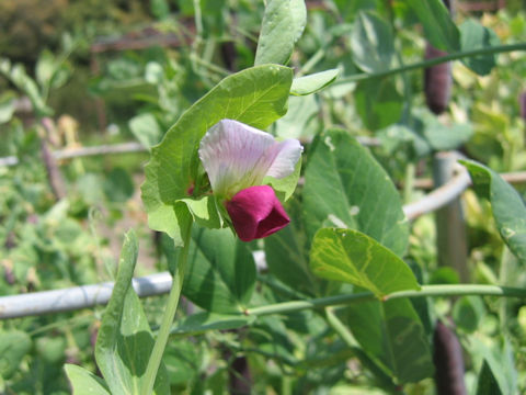 Pisum sativum