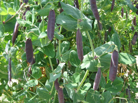 Pisum sativum