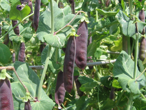 Pisum sativum