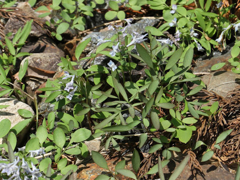 Corydalis capillipes