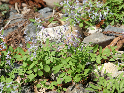 Corydalis capillipes