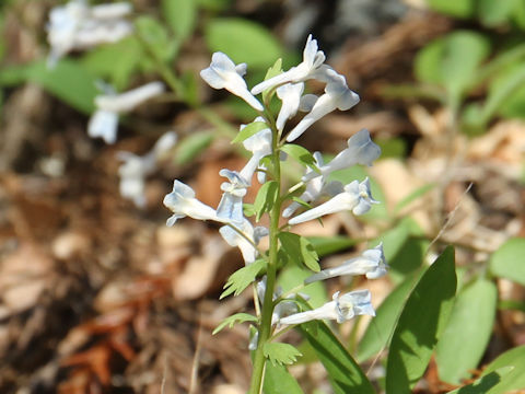 Corydalis capillipes