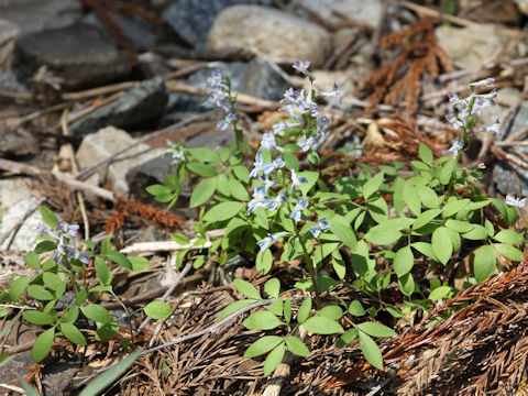 Corydalis capillipes