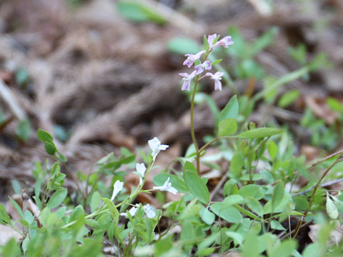 Corydalis capillipes