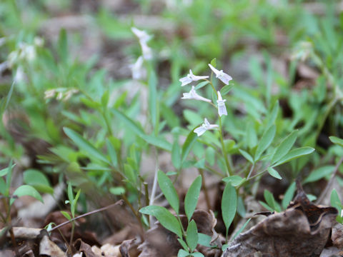 Corydalis capillipes